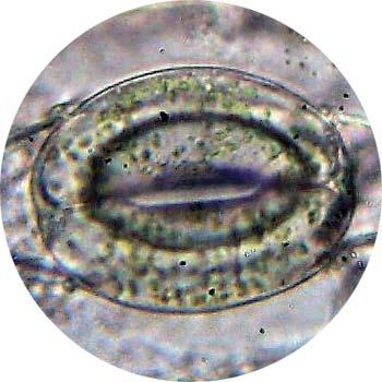 La foglia Gli stomi controllano la traspirazione, cioè la perdita di acqua dalle foglie e da altre parti