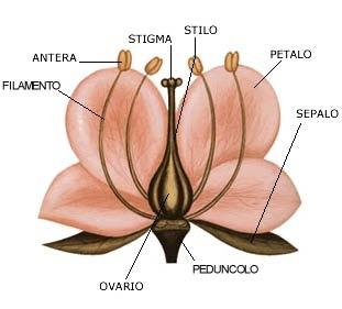 Il fiore delle angiosperme Queste parti centrali sono circondate da parti protettive: i petali