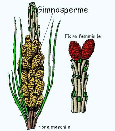 Il fiore delle gimnosperme Anche le gimnosperme (pini,