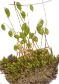Le briofite Le briofite sono piante antiche, che si originarono da alghe