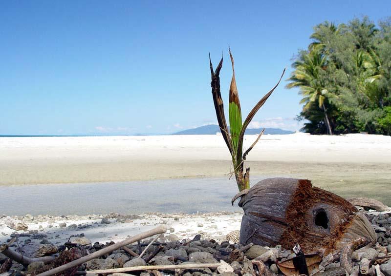 Le noci di cocco sono dei frutti carnosi che si