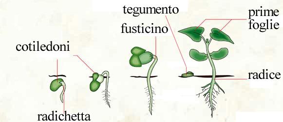 La germinazione Il seme si gonfia d acqua, consuma le