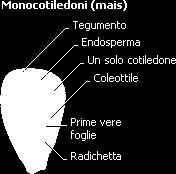 granturco, vi è un solo cotiledone;