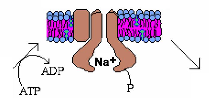 conformazione esponendo gli ioni Na +