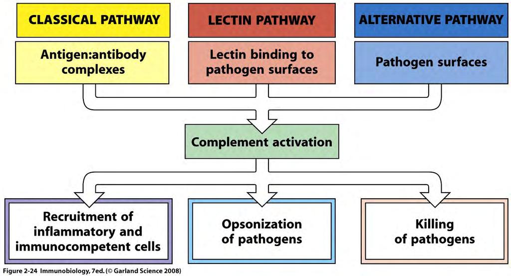 3 pathways to activate complement Jules