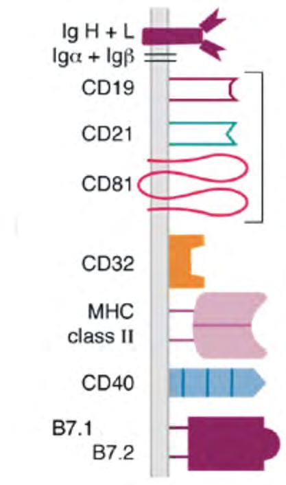 Markers dei linfociti B maturi Pan-B Pan-B CD20 CD45 CD22 Presente da i pre-b a B maturi e non sulle plasmacellule; implicato nell attivazione dei B maturi Implicato nell attivazione dei B maturi