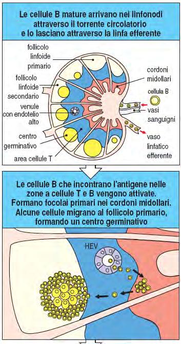 centri germinativi