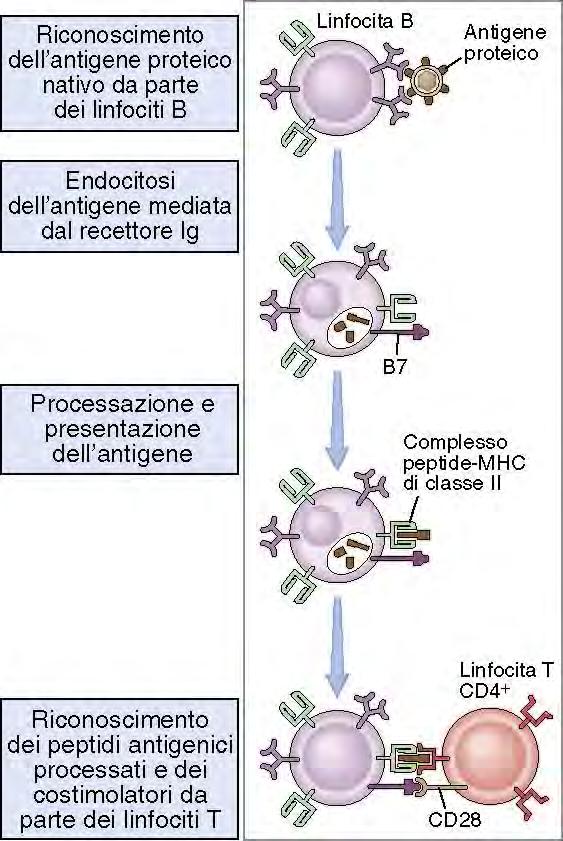 Presentazione dell antigene ai linfociti T H da parte del linfocita B Epitopo conformazionale BCR-specifico Le cellule