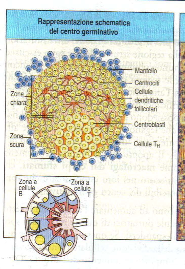 Le cellule B attivate formano un centro germinativo centri