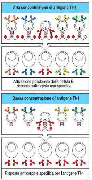 TI-1: capacità intrinseca di attivare le cellule B 16 Esempio: lipopolisaccaride (LPS) = mitogeno per le cellule B immature e mature