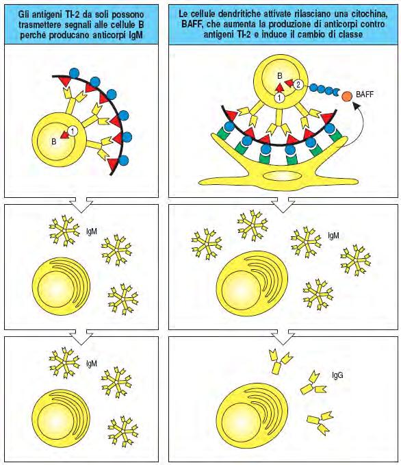 TI-2 attivano le cellule B mature 17 Esempio : polisaccaridi della capsula batterica con strutture ripetute: