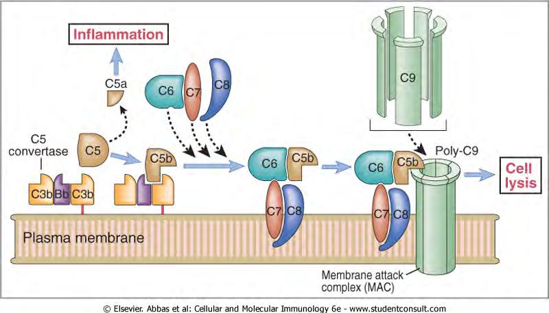 Late steps of complement