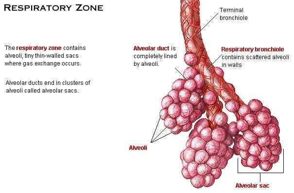 Struttura delle vie aeree: La zona respiratoria Il bronchiolo terminale si suddivide in 2-3bronchioli respiratori, che si espandono in condotti e sacchi alveolari, la cui parete è completamente