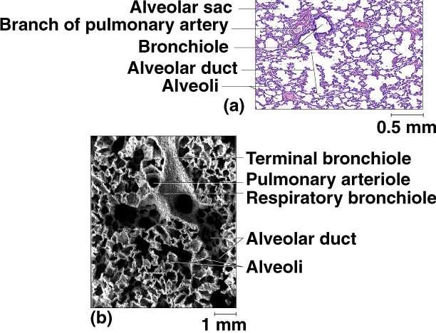 Alveolar