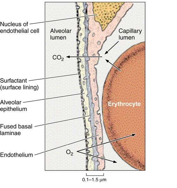 Barriera ariasangue Parete della cellula alveolare, lamine basali fuse, parete della cellula endoteliale Scarsissimo connettivo, povero di proteoglicani e