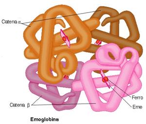 Emoglobina (Hg) Su ogni molecola di Hg si legano in modo reversibile 4 molecole O