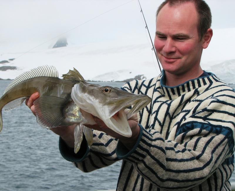 Ad eccezione di : Teleostei antartici privi di Hg e GR (Choenocephalus aceratus: lunghezza 60-70 cm con sangue incolore) Riescono a sopravvivere grazie alle