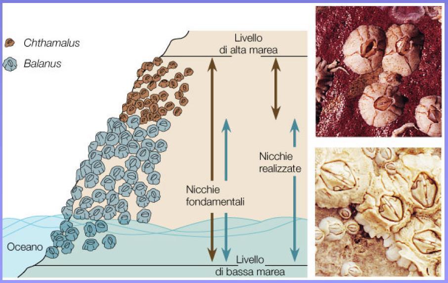 Nicchia fondamentale