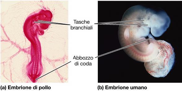 Omologia e