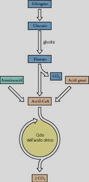 La glicolisi non è l unica via catabolica in grado di produrre energia. Se il suo prodotto viene ulteriormente ossidato si ottiene molta più energia.