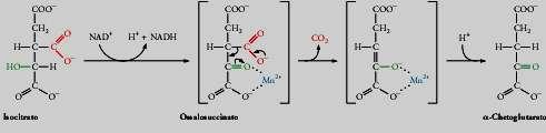 3. Isocitrato deidrogenasi NAD + -dipendente Decarbossilazione
