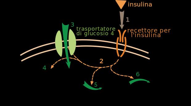 L insulina è un