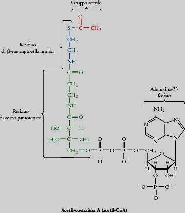 e gruppi prostetici Acido lipoico