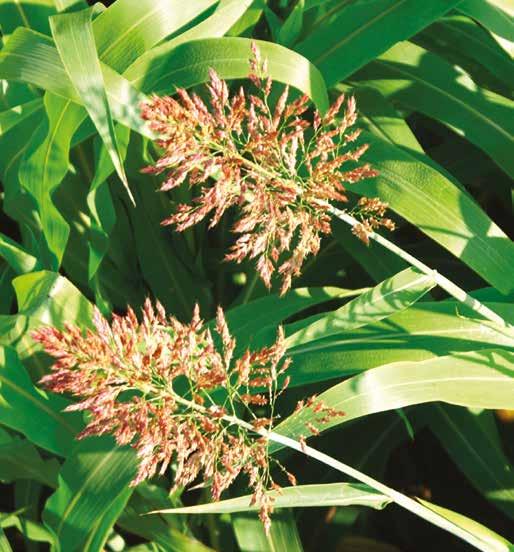 Sorgo da foraggio,