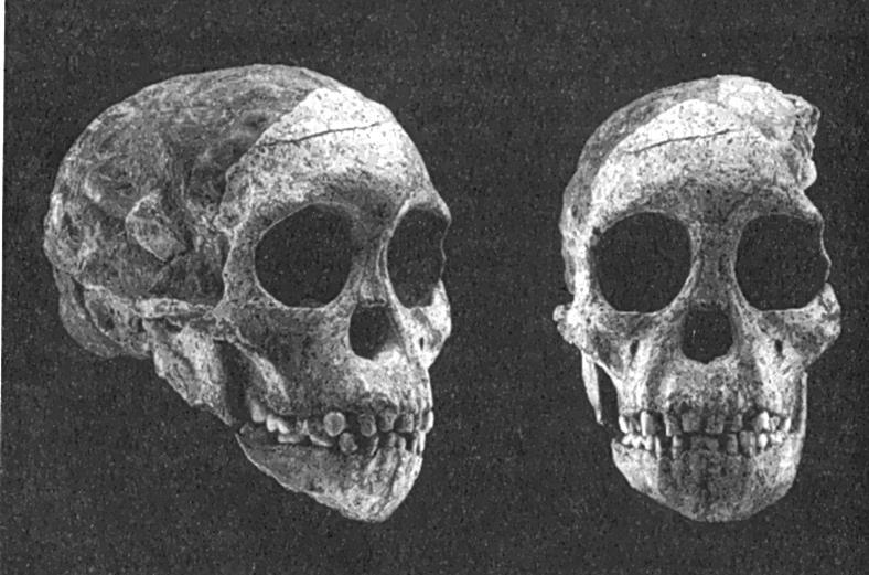 Dart ipotizzò che l uomo di Taung usasse il fuoco, definendolo Australopithecus prometheus, inoltre studiando i reperti faunistici