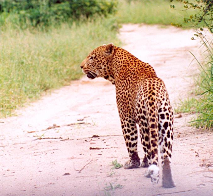 Studiando il comportamento dei leopardi notò come consumino le prede sui rami