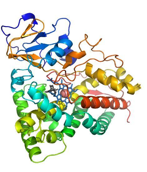 Citocromo P-450 Gli enzimi citocromo P450 costituiscono una superfamiglia (CYP) che conta più di 7700 macromolecole.