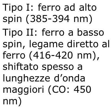 dei substrati Metabolismo di sostanze endogene (acidi grassi, steroidi) attraverso reazioni stereospecifiche Sono stati difficili da caratterizzare