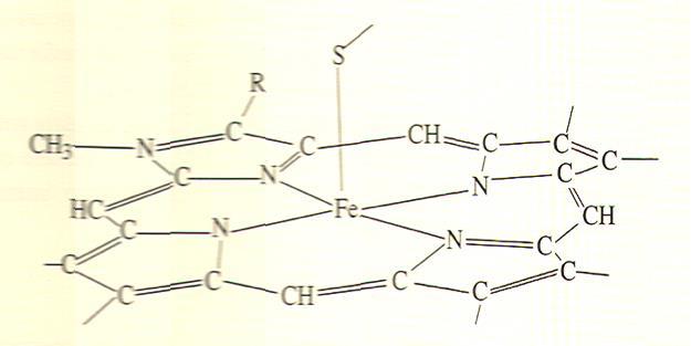 Citocromo P-450 Questi enzimi consistono di una singola catena polipeptidica (400-530 aa).