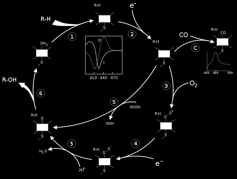 che coordina O 2 in emoglobina Fe(III) esacoordinato a basso spin: potenziale redox a -330 mv Rimane nel ciclo catalitico la specie estremamente reattiva [Fe IV PO] + che ossida il substrato RH: [Fe