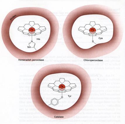 Perossidasi Acidi grassi Ammine Fenoli Xenobiotici Tossine Perossidasi R-CH 2 -COOH + 2H 2 O 2 3 H 2 O + R-CHO + CO 2 ossidazione R-COOH α-ossidazione controllata degli acidi