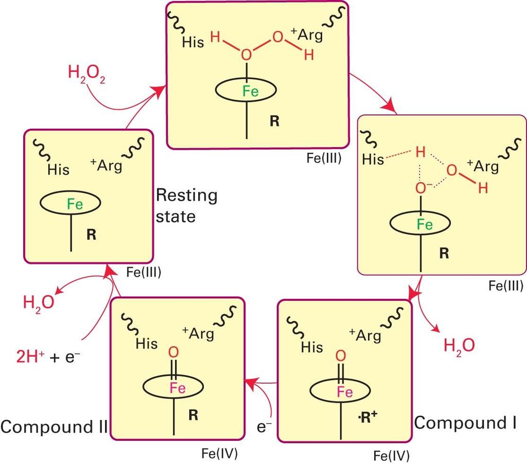 Perossidasi Chimica Inorganica Biologica H 2 O 2 coordina sul Fe(III) e istidina distale media il trasferimento di un H + in modo che entrambi gli idrogeni siano legati sull ossigeno non coordinato