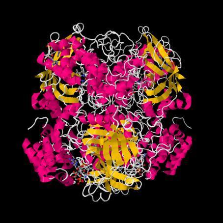 Catalasi H 2 O 2 + H 2 O 2 2H 2 O + O 2 È stata determinata la struttura della catalasi presente nel fegato di vitello.