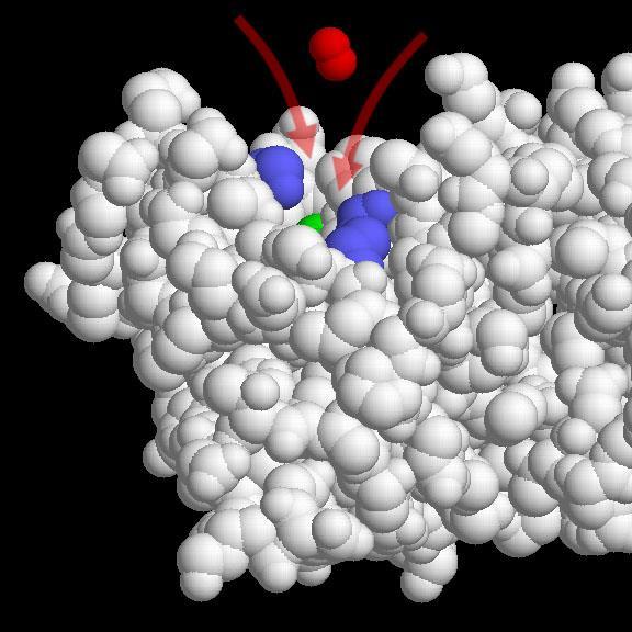 Le dimensioni di questo canale consentono il passaggio solo a molecole molto piccole (H 2 O) e a piccoli ioni all imboccatura del canale sulla superficie esterna della proteina ci sono due aa lisina,