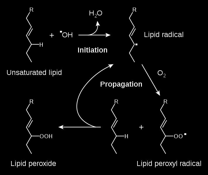 Perossidazione lipidica Chimica Inorganica Biologica I lipidi sono componenti essenziali delle membrane ed il danno ossidativo