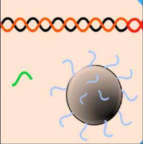 NEBULIZZAZIONE Produzione di frammenti di DNA di dimensioni tra 300 e 800 bp Ø Ligazione di ADATTATORI alle estremità dei