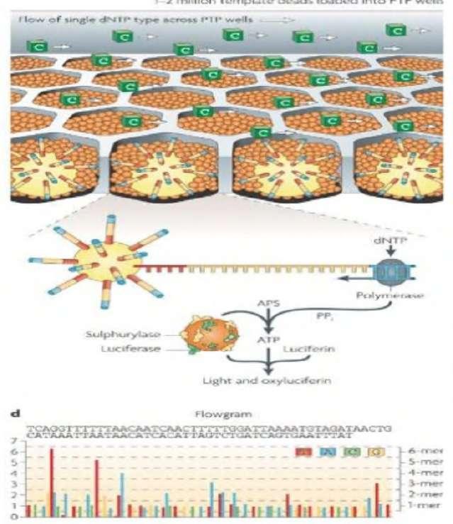 454 Genome Sequencing System