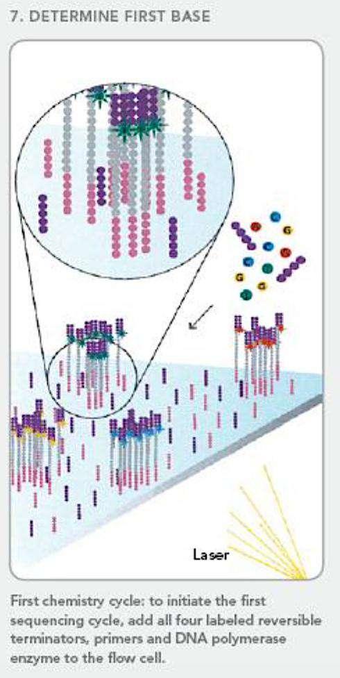 Ogni cluster contiene una singlola