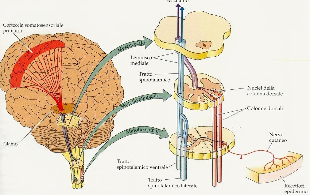 l elaborazione somatosensoriale l informazione afferente viene