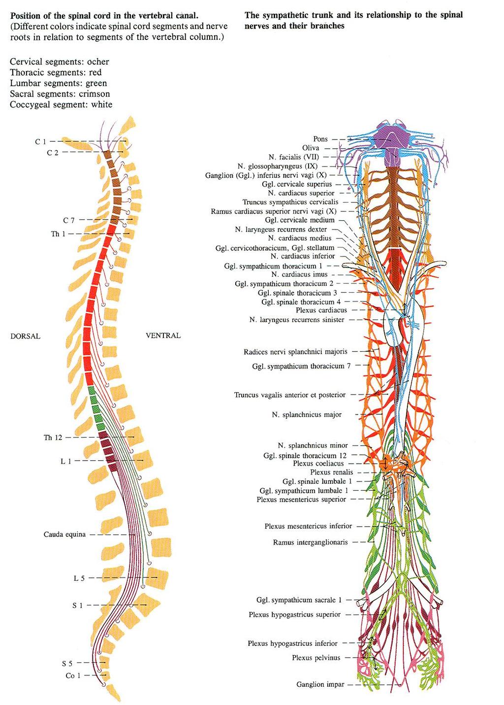 atassia sensitiva ovvero disturbo d equilibrio da difetto di sensibilità