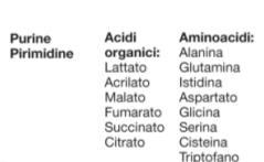 Cosa mangiano i batteri (oltre al glucosio)? Altri zuccheri (amino zuccheri, disaccaridi, etc.) Aminoacidi Acidi grassi, altri acidi organici, nucleotidi, etc.