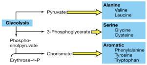 carbonio. Tutti questi composti devono essere incanalati nelle principali vie della produzione di energia (glicolisi, ciclo di Krebs, etc.) Un esempio semplice.