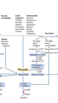 formazione di acil-coa Esempio.