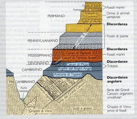 o le chiariscono Parte bassa della