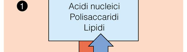 Una cellula è in grado di eseguire centinaia di