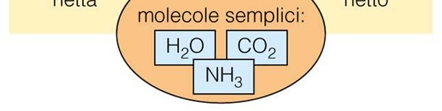 aminoacidi e dei lipidi in composti